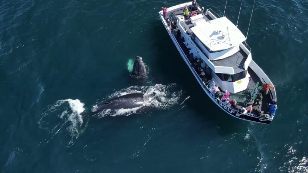 Humpback whale surfacing during a whale watching tour in Monterey Bay.
