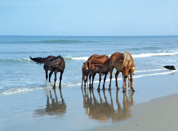 Wild horses roaming the beaches of Corolla in North Carolina's Outer Banks, one of the most unique coastal destinations accessible by boat.