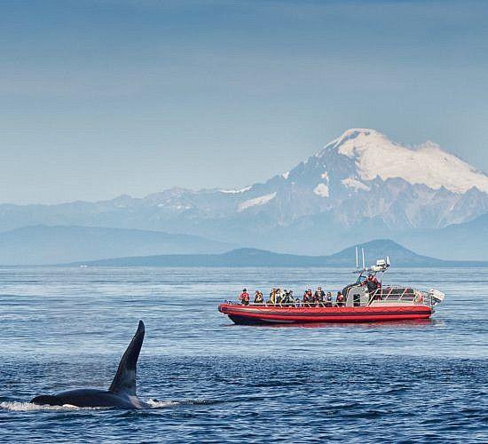 Orca whale surfacing near a sightseeing boat in the Salish Sea.