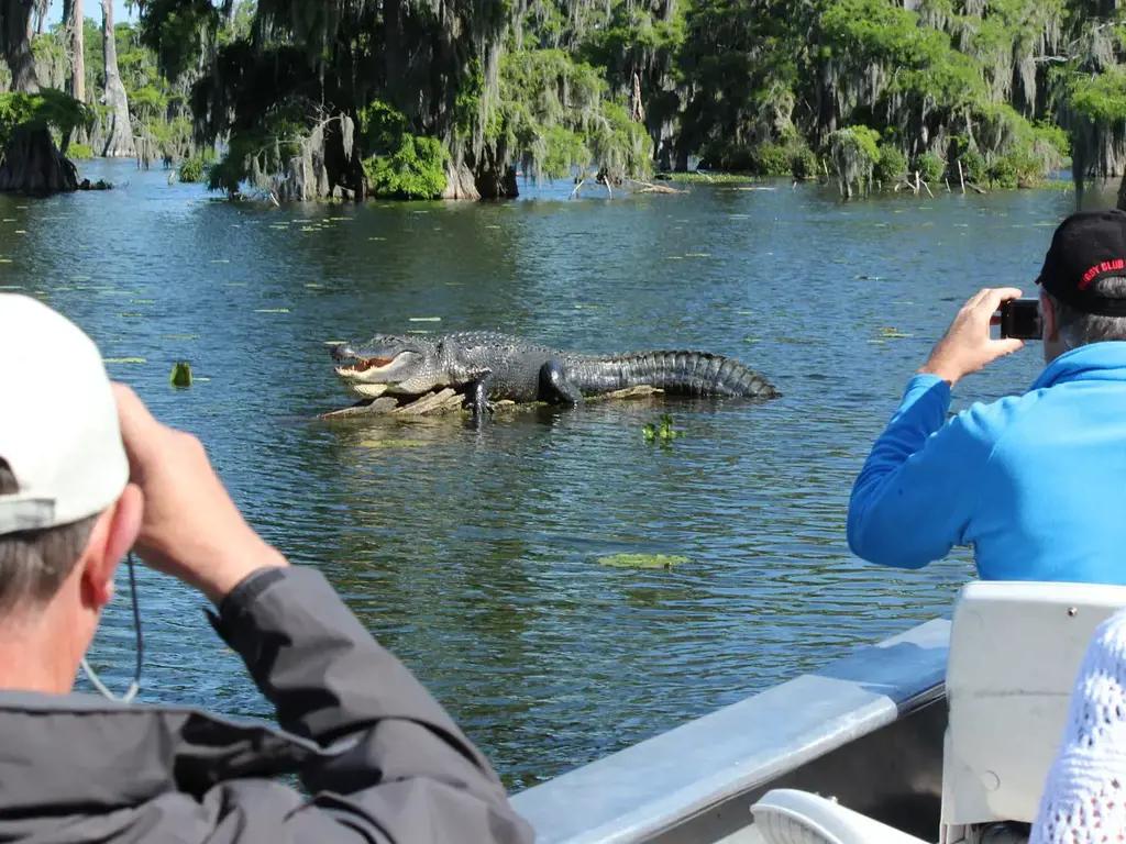 American alligator resting beside a bayou during a guided boat tour near New Orleans.