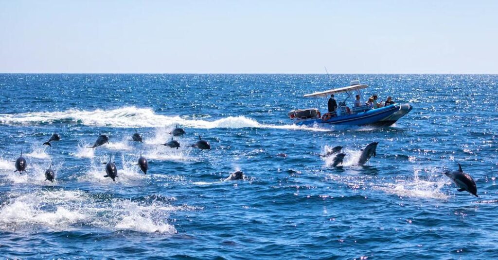 Dolphins swimming alongside a boat in Monterey Bay.